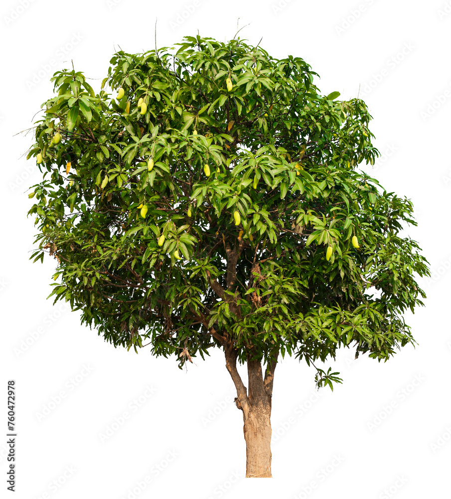 Poster mango tree image PNG transparent background 