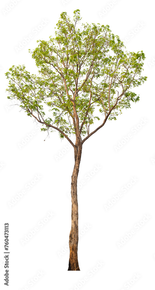 Aufkleber png real tree image transparent background, high resolution real tree picture