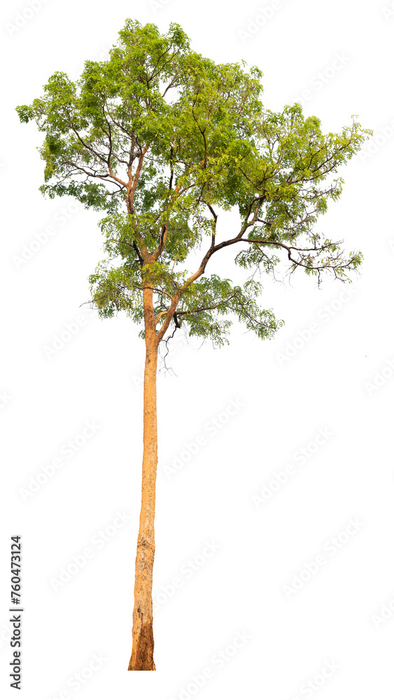 Poster PNG real tree image transparent background, high resolution real tree picture  