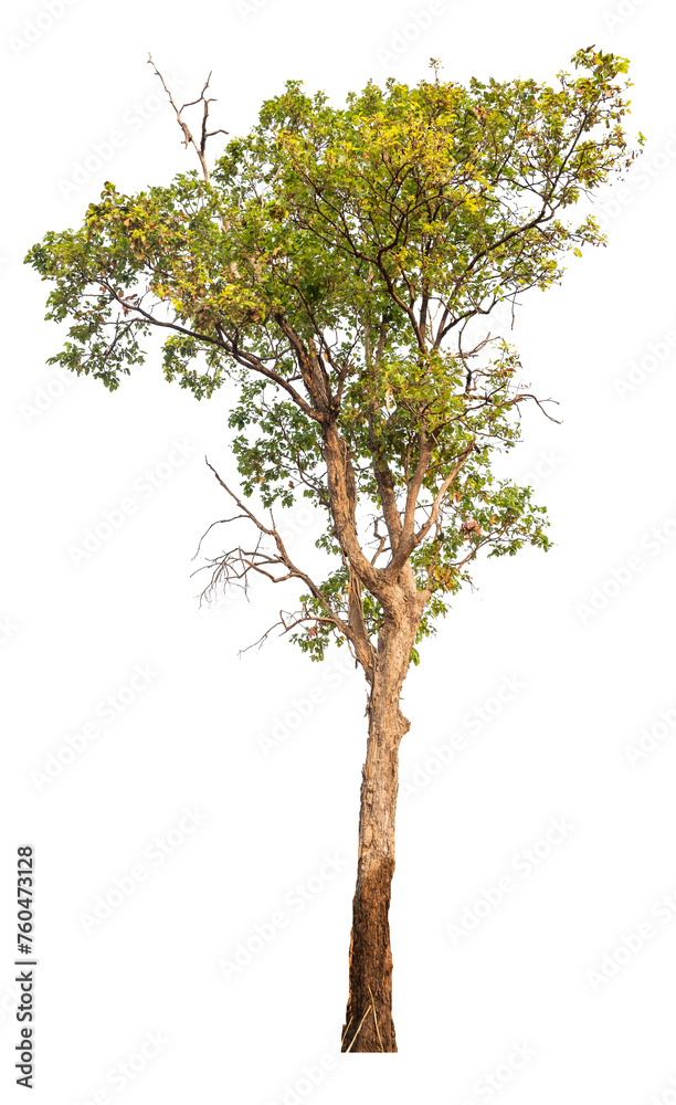 Poster PNG real tree image transparent background, high resolution real tree picture  