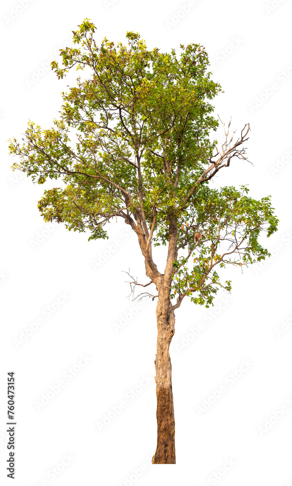 Aufkleber png real tree image transparent background, high resolution real tree picture