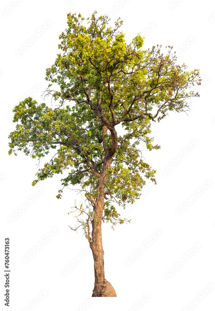 Aufkleber png real tree image transparent background, high resolution real tree picture