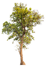 Fototapeta na wymiar PNG real tree image transparent background, high resolution real tree picture 