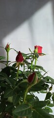 Kwiaty róże czerwone róże 
Flowers red rose 