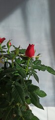 Kwiaty róże czerwone róże 
Flowers red rose 