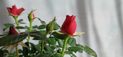 Kwiaty róże czerwone róże 
Flowers red rose 