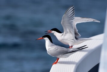 アジサシ　久米島