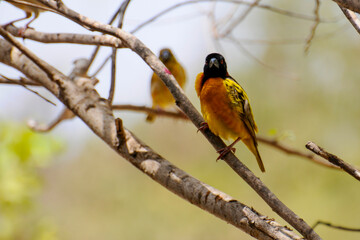 Tisserins gendarmes perchés sur arbre tropical