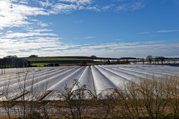 Rows of Poly Tunnels on the Valley Floor of Farmland near to Arbroath for the cultivation of High Value crops such as Fruit and salad vegetables.