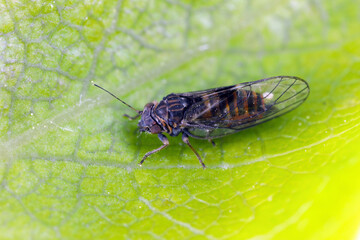 Pear sucker Cacopsylla pest of European pear - Pyrus communis  causes leaves rolled or folded in orchards and gardens.