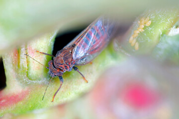 Pear sucker Cacopsylla pest of European pear - Pyrus communis  causes leaves rolled or folded in orchards and gardens. On the right visible laid eggs.
