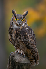 Obraz premium great owl