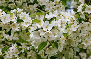  vegetable background of white flowers of a young apple tree