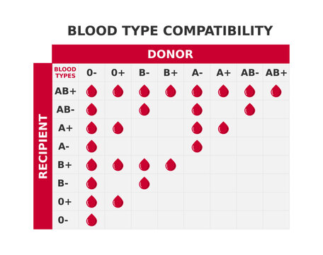Blood type compatibility chart. Table with blood groups crossing. Possible combinations of donors and recipients. Infographic showing blood transfusion options. ABO blood types. Vector illustration.
