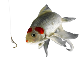 White fish turning to look at the rubber worm again