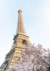 Eiffel tower. Blooming magnolia tree