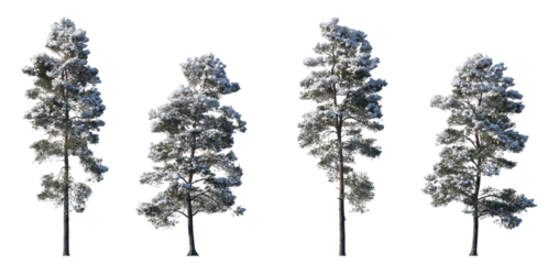 Winter Pinus sylvestris Scotch pine big and picea pungens colorado spruce with snow evergreen pinaceae needled tree isolated frontal png on a transparent background premium cutout 