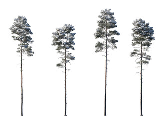 Set of winter Pinus sylvestris Scotch pine big and picea pungens colorado spruce with snow...