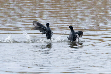 Blässhühner (Fulica atra) während der Balz	