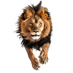 Fototapeta premium A jumping lion in white background