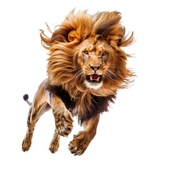 Obraz premium A jumping lion in white background