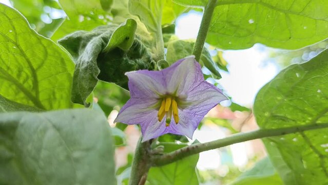The flowers of the purple eggplant are blooming and growing in the backyard garden. These flowers are the precursor to eggplant fruit.