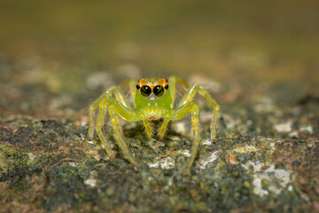 jumping spider macro shot