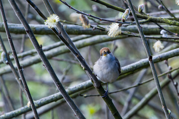 Weibchen der Mönchsgrasmücke (Sylvia atricapilla)	