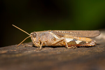 grasshopper on the ground