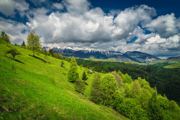 Early summer landscape with snowy mountains and green forest, Romania