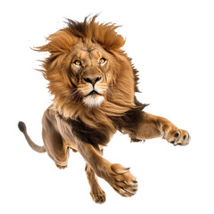 A jumping lion in white background