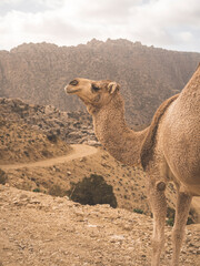 The Dana Valley in Jordan