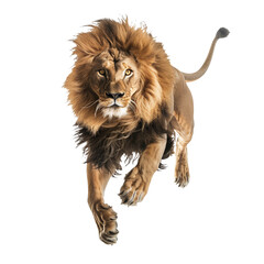 Obraz premium A jumping lion in white background