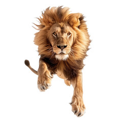 Obraz premium A jumping lion in white background