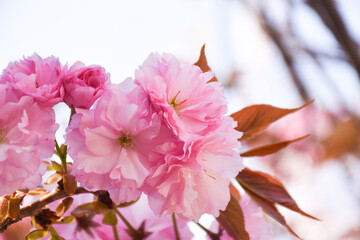 八重桜の花と葉