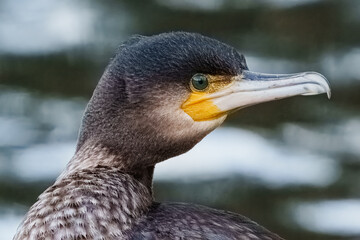 Cormorant