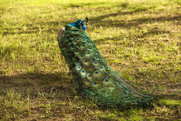 Fototapeta premium Peacock with beautiful feathers on the green grass in the park