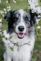 border collie dog portrait in cherry blossom