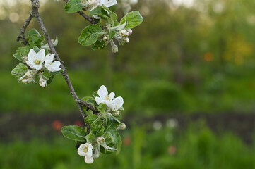 the spring flowering of the pear tree. copy space