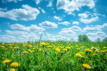 Foto op Canvas A vast field filled with blooming yellow dandelions contrasted against the clear blue sky © pham
