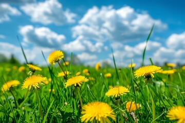 Obraz premium A vast field filled with vibrant yellow dandelions stretches under a clear blue sky, creating a beautiful natural landscape