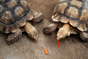 Sulcata tortoise (Geochelone sulcata) eating a sliced carrot in the animals' farm.