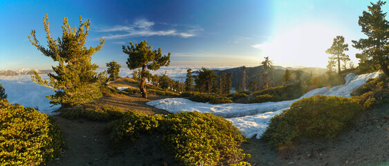 A panoramic view of a snowy mountain with trees and bushes
