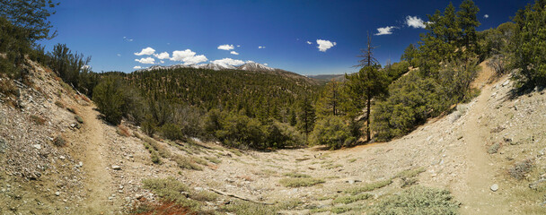 A panoramic view of a forest with a dirt road in the middle