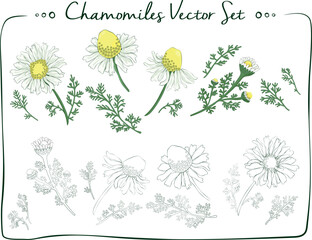 Big chamomiles vector set, ready to use colored and lineart white flowers, floral design art for greeting, invitations, printing products