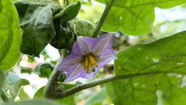 The flowers of the purple eggplant are blooming and growing in the backyard garden. These flowers are the precursor to eggplant fruit.
