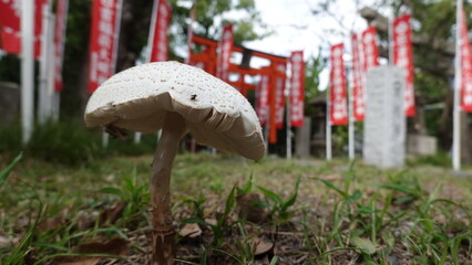 神社のキノコ