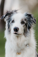 портрет собаки бордер-колли с закрытой пастью на фоне весенней зелени