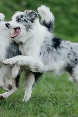 Собака бордер-колли бегает и играет, фотографии в движении