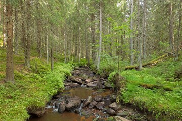 Stream flowing through tall trees in summer forest, Katikankanjoni, Kauhajoki, Finland.